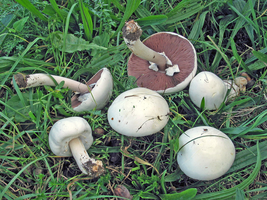 30.09.2005 Direkt neben der B12 zwischen Malching und Ering in Fahrtrichtung Ering, links im Grasstreifen vor einem Maisfeld unter einzelnen Eichen, unweit eines Schaf-Pferchs