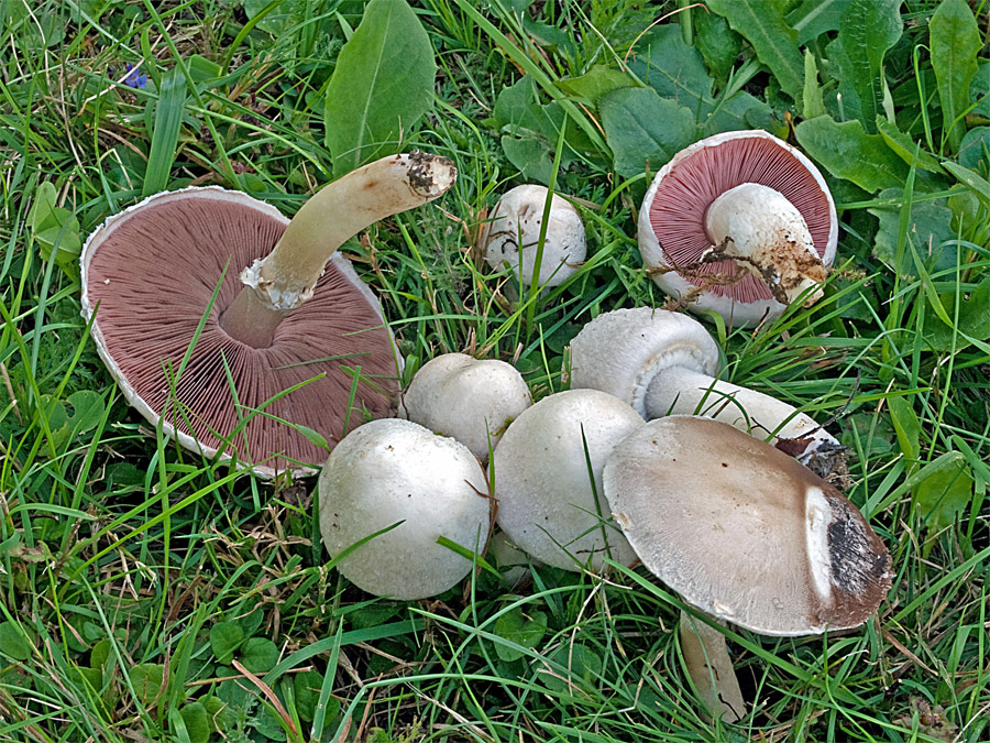 11.08.2011 Postmünster bei Pfarrkirchen, Pappelparkplatz