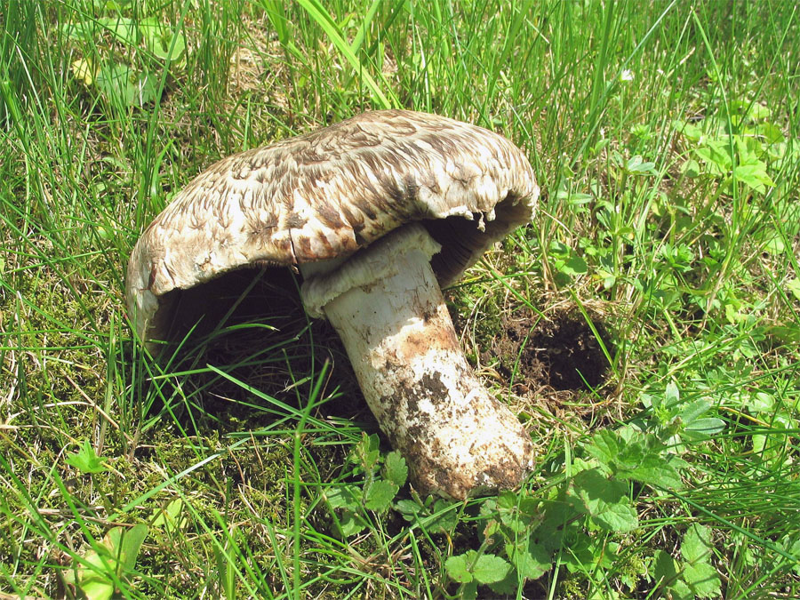 22.05.2005 Tettenhausen, Ldkr. Traunstein, neben Strasse bei Parkplatz im Grünstreifen unter einzelnen Allebäumen (Birken)