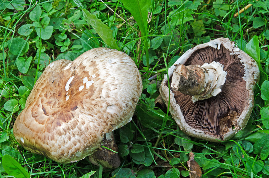 09.09.2015 Nähe Huckinger See (Oberösterreich)