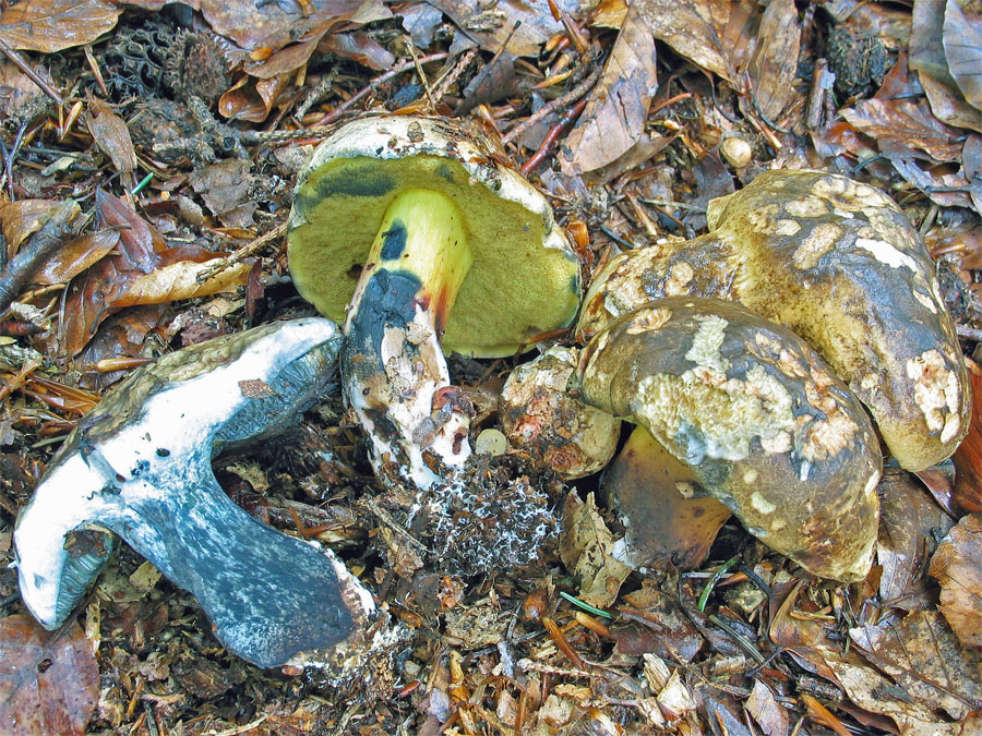 10.07.2005 Hohenwart, Lks. Altötting, Hintermehring, lichter Mischwald (Rotbuchen, Fichten)