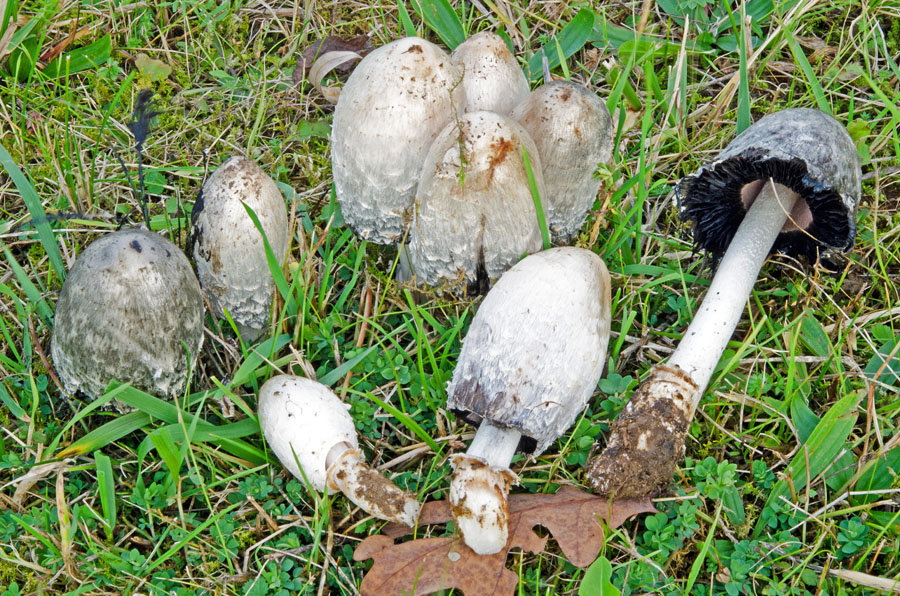 07.11.2013 Hohenwart Lkrs. Altötting, Wiese neben der Straße