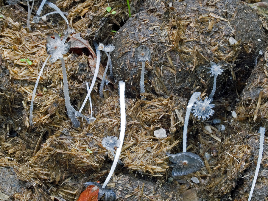 23.08.2009 Emmerting, Nähe Kiesgrube, Pferdemist auf Waldweg