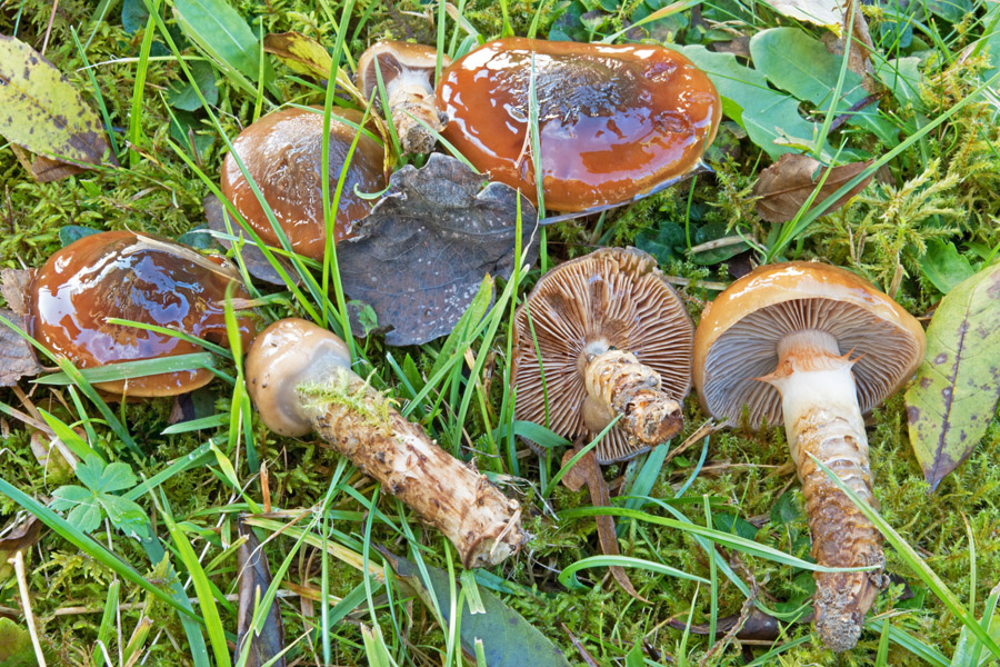 22.10.2016 Feriendorf Vorauf bei Siegsdorf Lkrs. Traunstein
