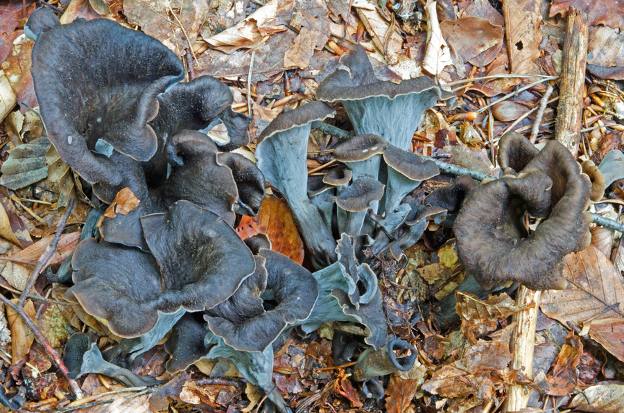 02.09.2014 Duttendorf oberhalb Ach (Oberösterreich), hinter dem Naturfreundehaus, Rotbuchen