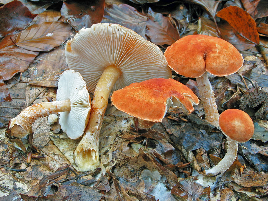 08.11.2004 Emmerting, Landkreis Altötting Brunnbachgebiet, Mischwald, Buchen, Laub