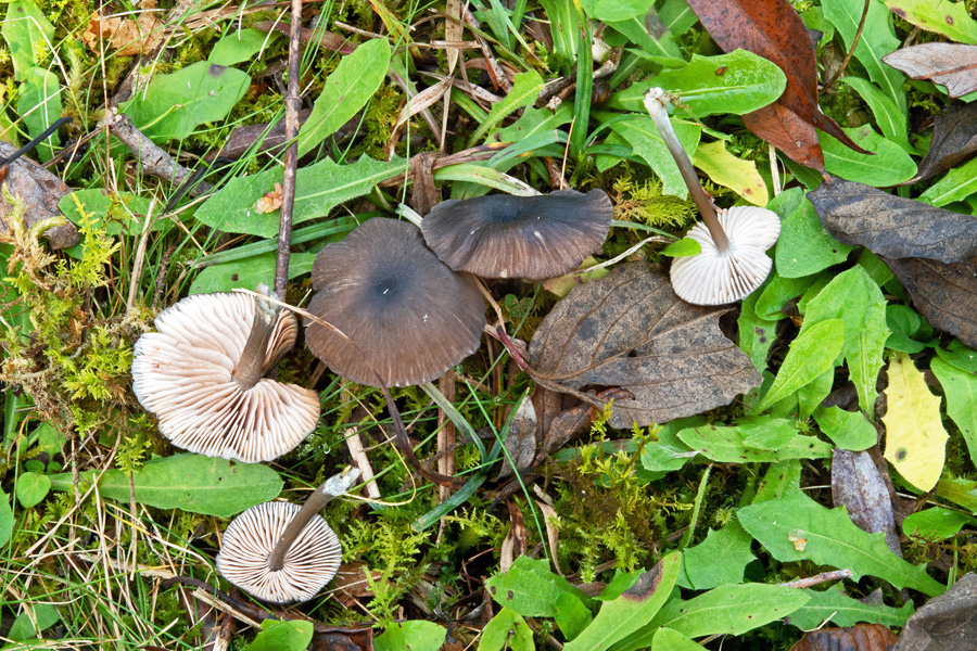 20.10.2018 Peracher Badesee Lkrs. Altötting, nördliches Seeufer