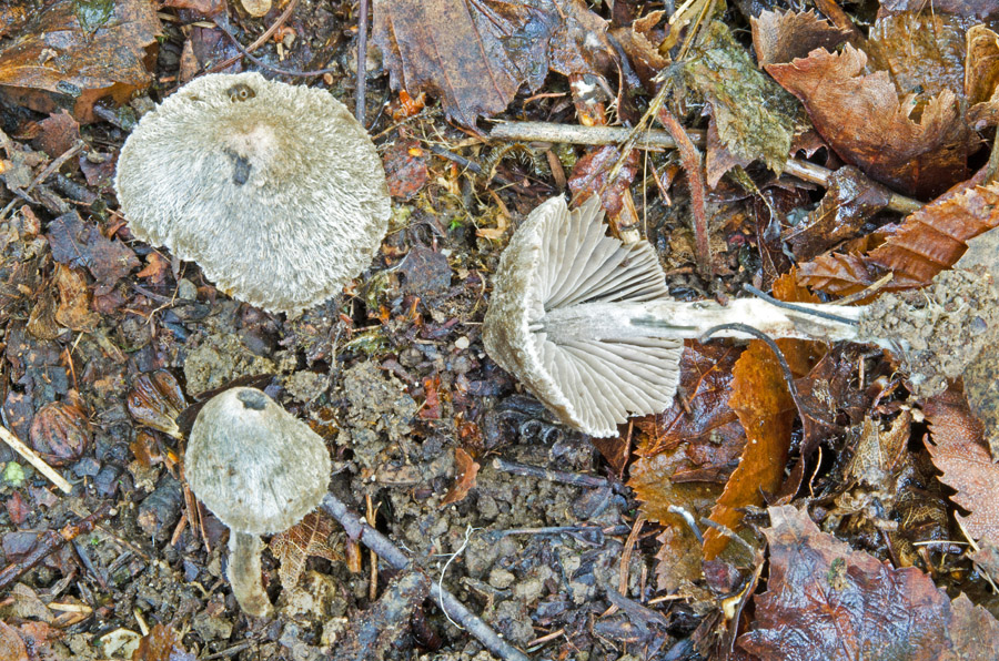 15.10.2014 Parkplatz des Freizeitgeländes am Abtsdorfer See Lkrs. BGL