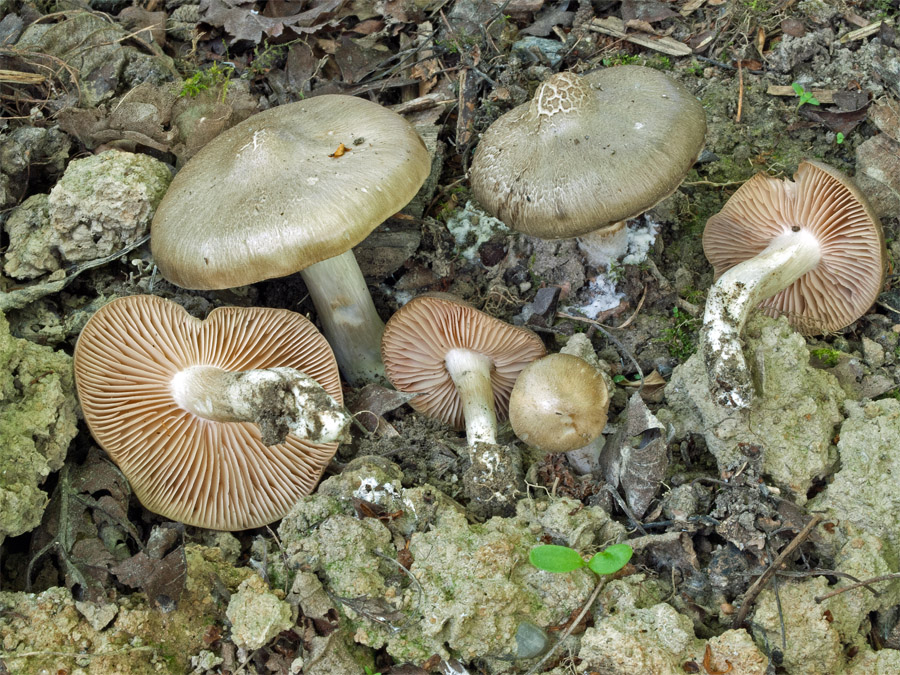 09.05.2012 Freilichtmuseum Massing Lkrs. Rottal/Inn, Weissdorn-Hecke