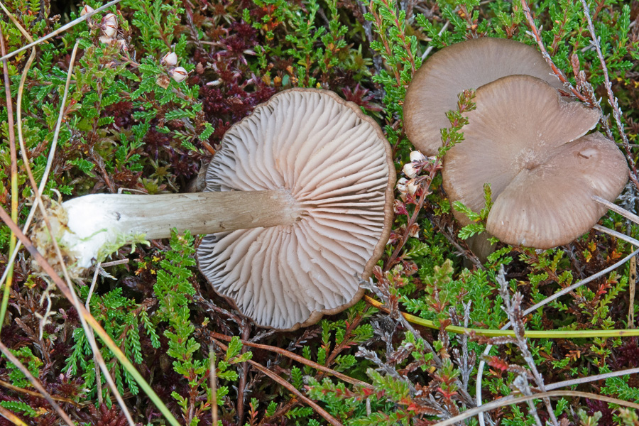 03.10.2021 Moorgebiet Nähe Eschenauer See zwischen Egstätt und Pavolding Lkrs. Rosenheim