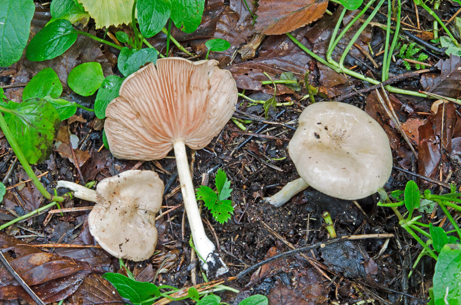 24.08.2014 Harpfetsham bei Palling Lkrs. Traunstein, Wegrand mit Fichten, Erlen, Birken usw.