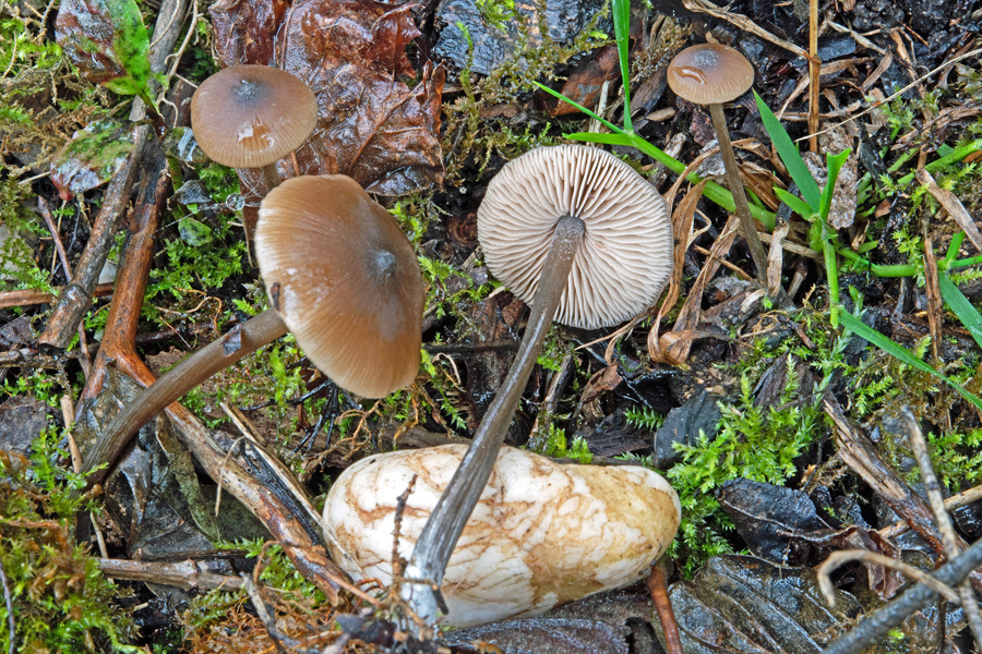 11.10.2020 Simbach Lkrs. Rottal/Inn, Waldsee