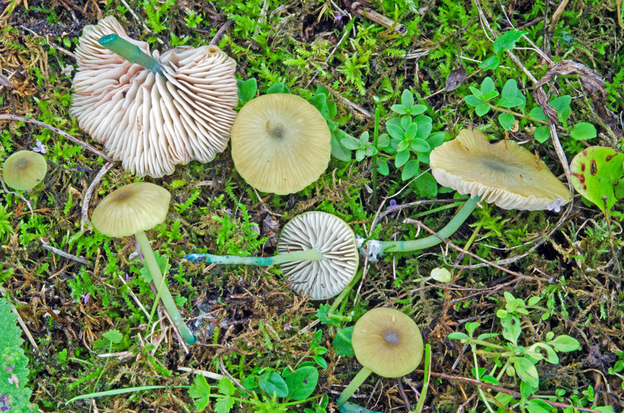 05.09.2014 Hohenwart Lkrs. Altötting, Magerwiese neben der Straße