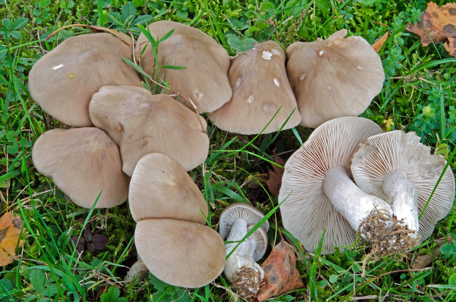 08.10.2013 Laufen Lkrs. BGL, Friedhof