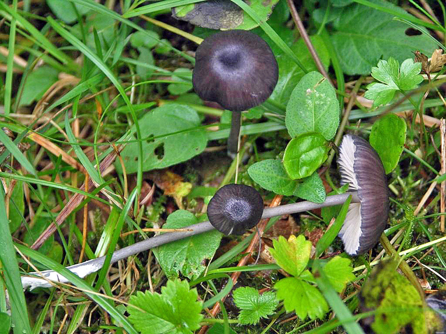 23.09.2012 Nonner Oberland bei Bad Reichenhall