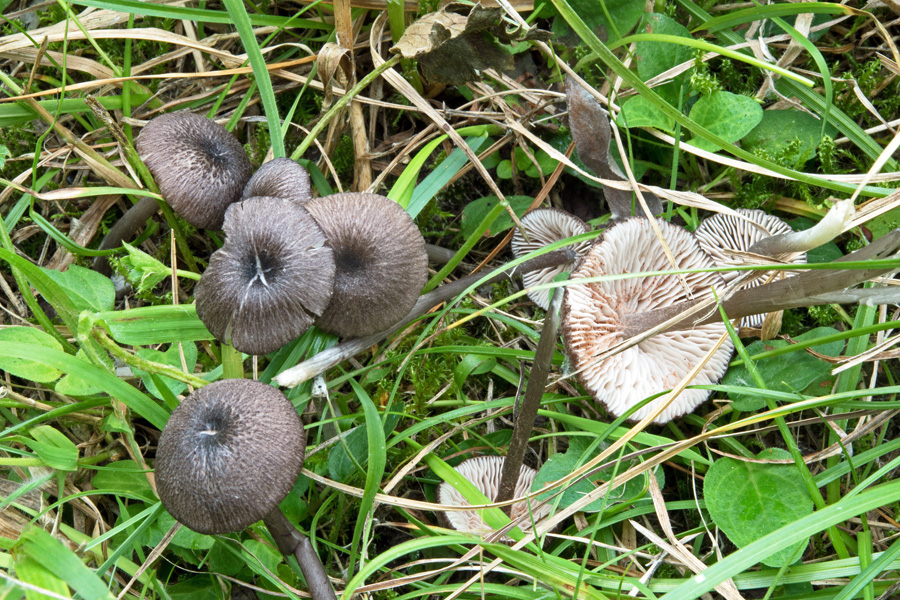 07.08.2019 Peracher Badesee Lkrs. Altötting, Nordufer