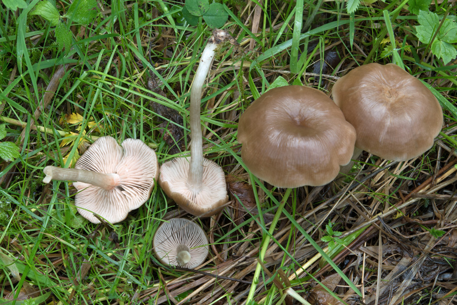 01.10.2018 Sippenauer Moor bei Saal/Donau