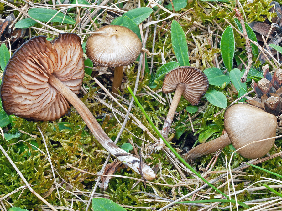 20.04.2010 Zwischen Harrlach und Rothsee (Lkrs. Roth), saurer Nadelwald, Kiefern
