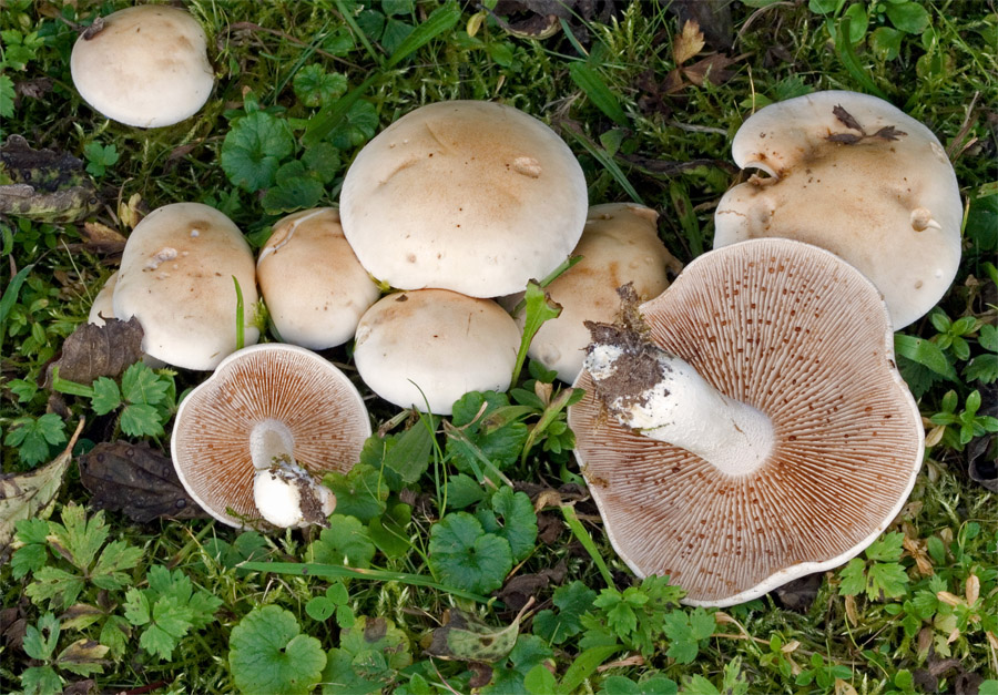 20.09.2009 Nähe Bräu im Moos, Wiese vor einer Hecke an einem Garten
