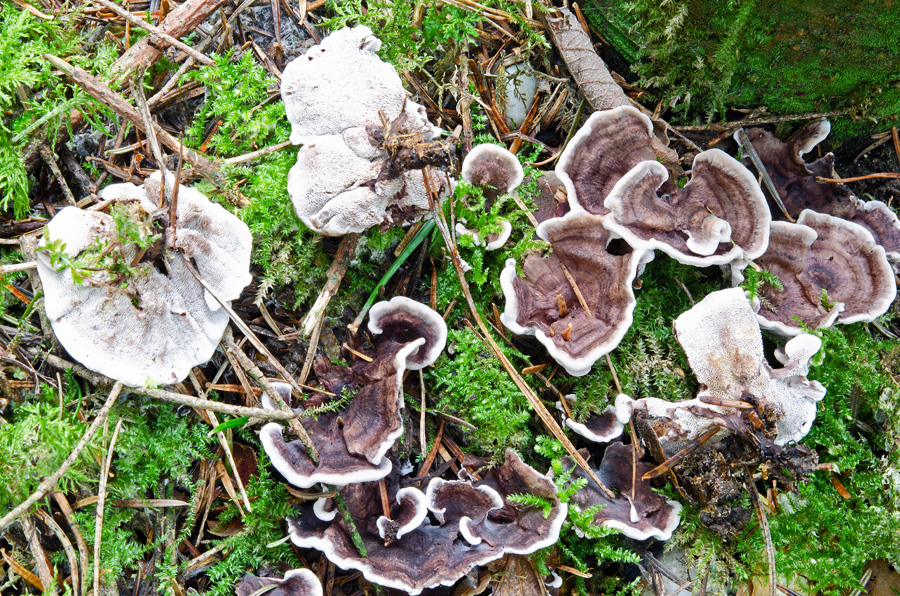 29.09.2014 Kobernausser Wald zwischen Schalchen und Maria Schmolln (Oberösterreich)