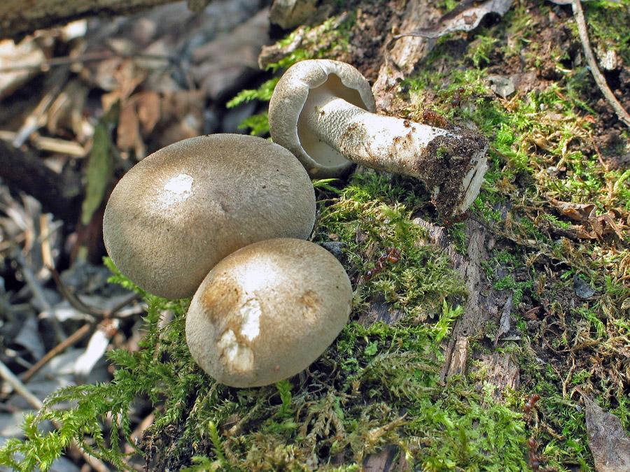 25.04.2006 Hohenwart Lkrs. Altötting, Nähe Waldlehrpfad, liegender vermoderter Laubholzstamm