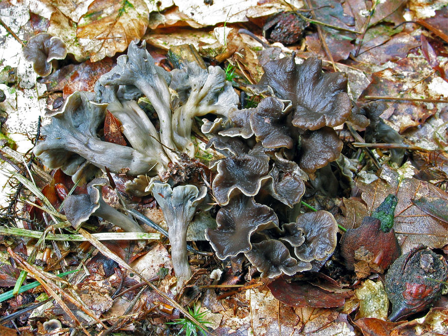 23.08.2005 Emmerting, Lkrs. Altötting Brunnbachgebiet, Mischwald mit Rotbuchen, grasiger Waldweg