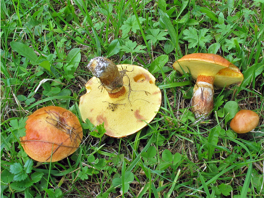 21.08.2006 Nähe Gasthof Moarlack (Heutal bei Unken / Östereich), Wiese mit Lärchen