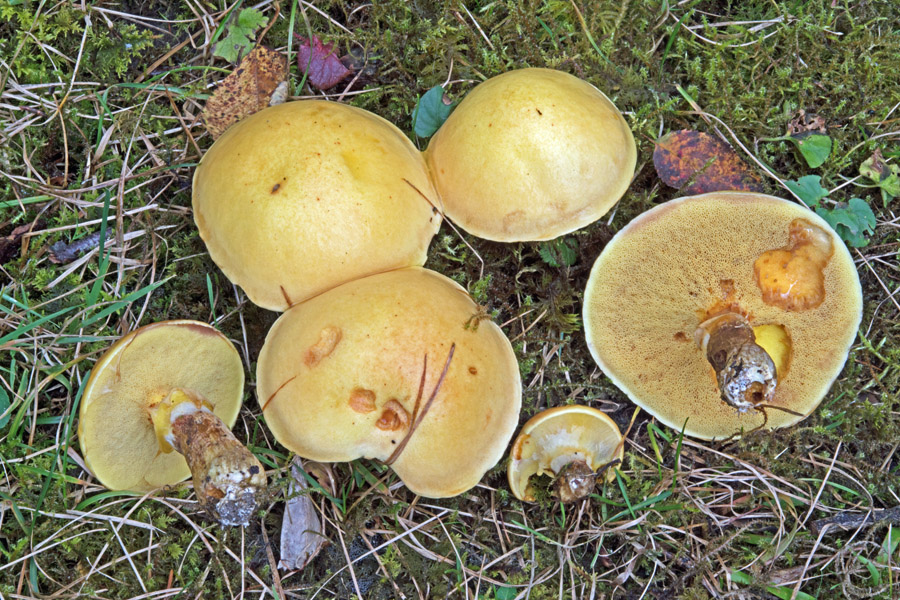 08.10.2016 Waldkraiburg Lkrs. Mühldorf, Waldfriedhof, Lärchen