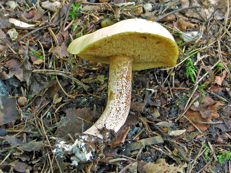 26.08.2006 Knobenauser Wald (Oberöstereich) Nähe "Ebnerwirt" kurz vor Maria Schmolln