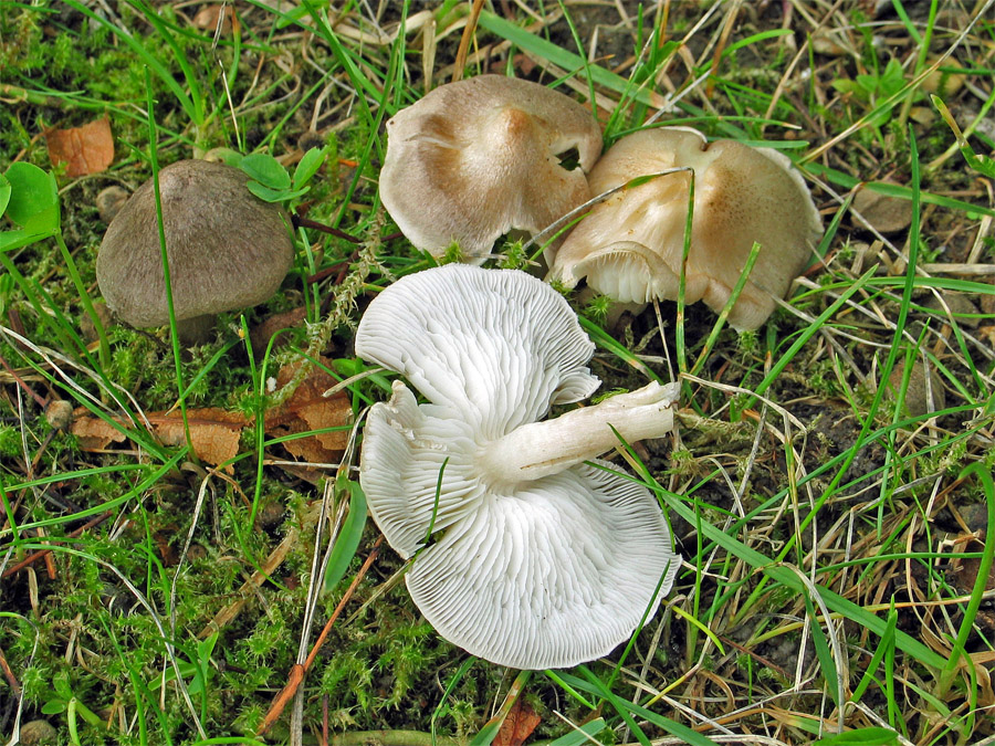 12.08.2006 Park der Maria-Waard-Schule in Altötting (Nähe Friedhof), Linden