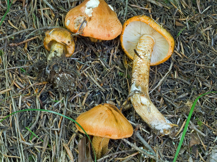 10.09.2008 Abstieg vom "Petzen", Nähe Bleiburg in Südkärnten, Fichten