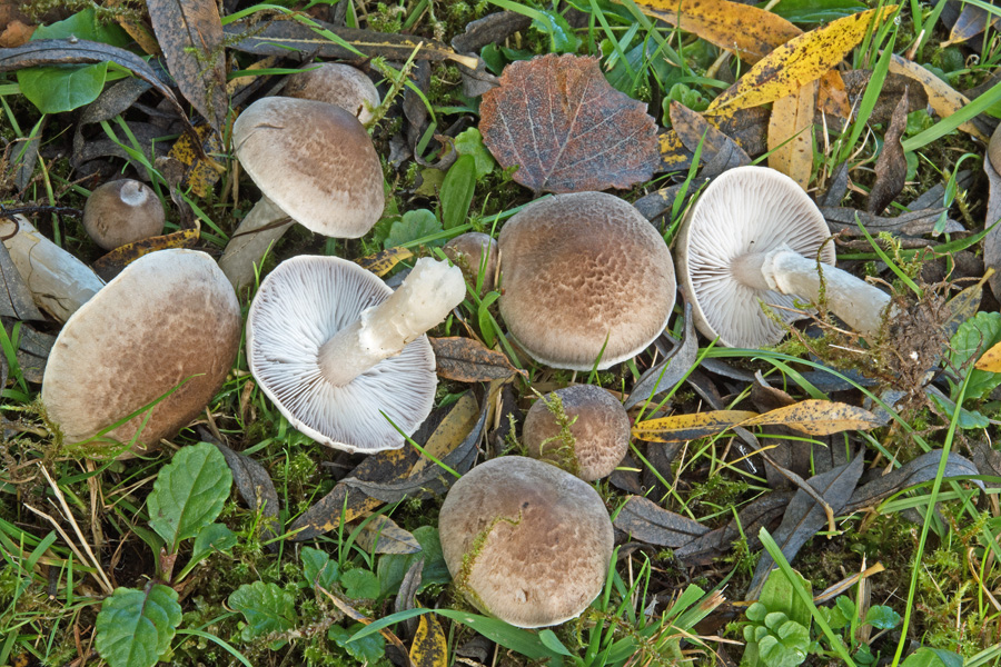 22.10.2016 Feriendorf Vorauf bei Siegsdorf Lkrs. Traunstein, Weide